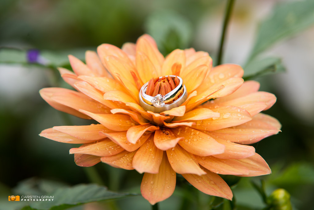 Fotograf in Kronberg - Ringbild Makroaufnahme von einem Trauring in Kronberg im Taunus vom Fotografen während der Hochzeitsfeier dokumentiert.
